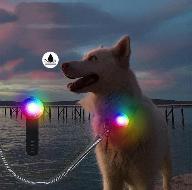 Light-up dog collar with GPS tracker, perfect for evening walks and pet safety by the water